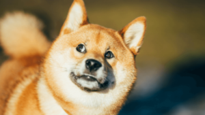 Ternyata Karena Alasan Ini Toh, Yang Bikin Harga Dogecoin Meroket Hampir 60%