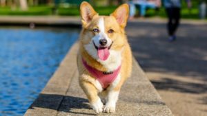 Saat Pasar Crypto Sedang Anjlok, Dogecoin (DOGE) Sangat Stabil Loh!