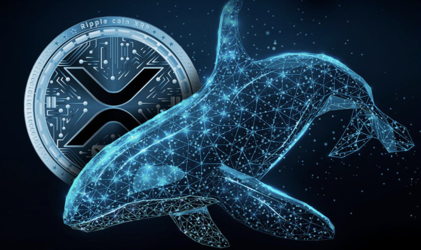 AliWhales dan Langkah Besarnya