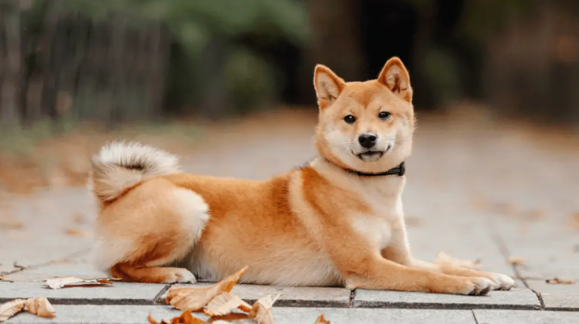 Dogecoin Anjlok 40% dalam 3 Hari